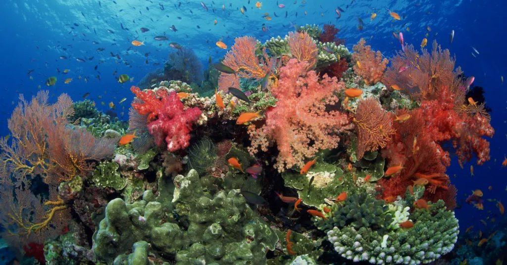 mercan resifleri ekosistem i̇çin neden önemlidir?